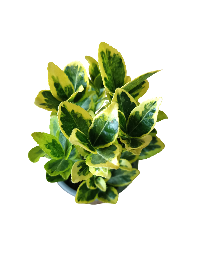 Euonymus Japonicus Variegata Ø8 Planta De Exterior_0