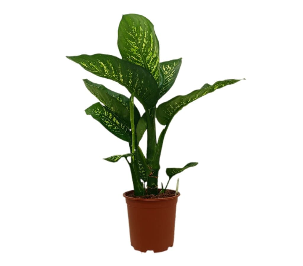 Dieffenbacha Tropic Snow M19 60-70cm_0