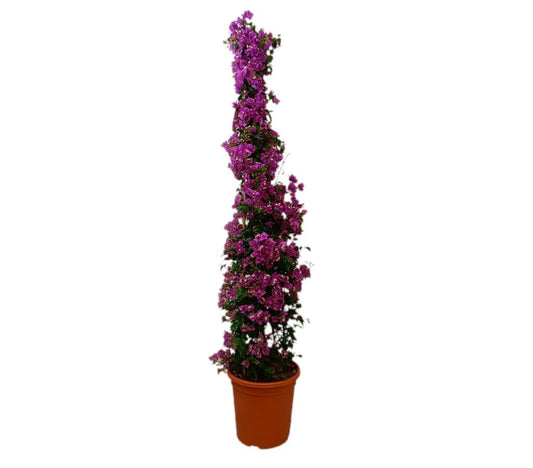 Bouganvillea Piramide M33 160-180cm_0