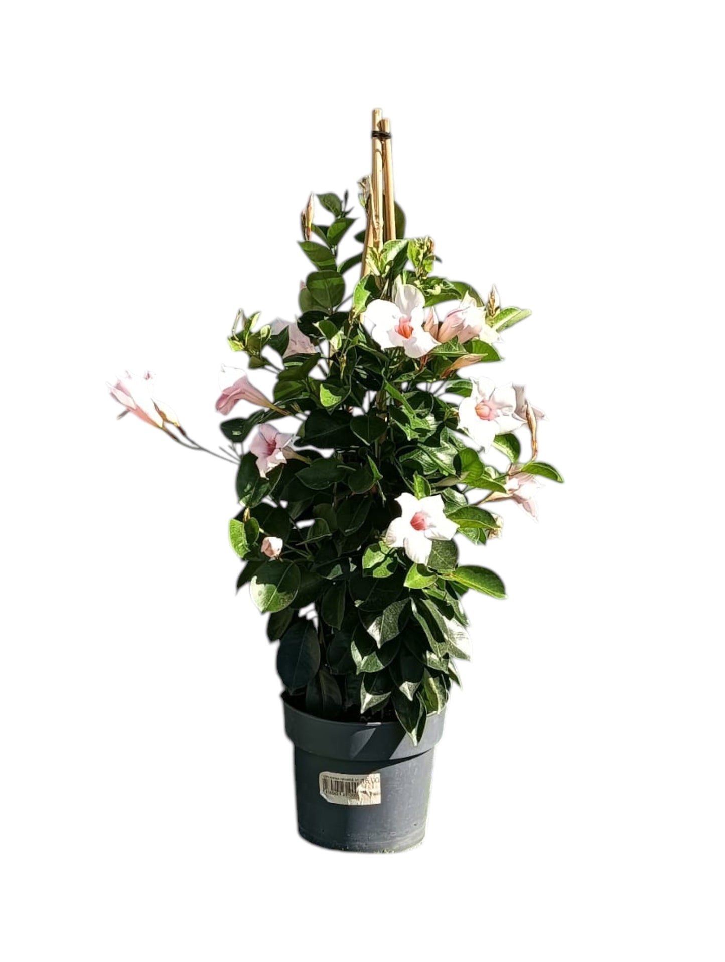 Dipladenia Maceta 60 CM_0