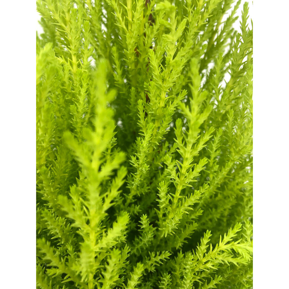 Cupresus Gold Crest Wilma M14 45 Cm (pino Limon)_1