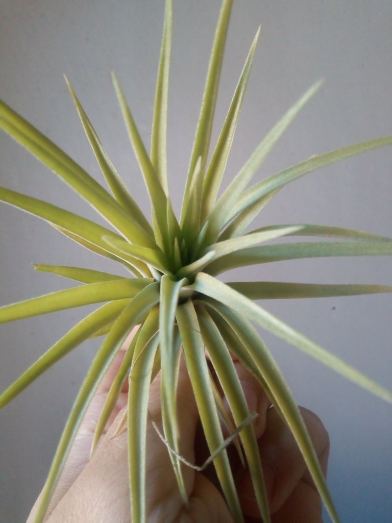 Tillandsia Plagiotropica Planta Clavel Del Aire_0