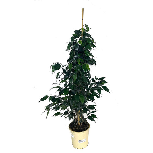 Ficus Daniel M22 150cm_0