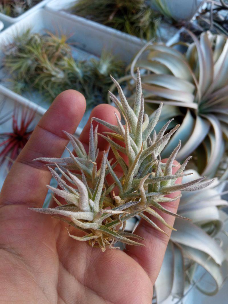 Tillandsias Palaecea Minor Planta Del Aire_0