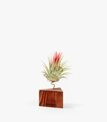 Planta De Aire Tillandsia Ionantha Con Triángulo De Madera Nogal_0