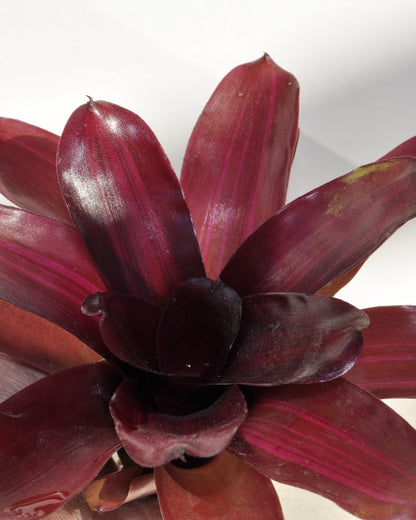 Neoregelia 'Iris'; bromelia purpúrea, apta para terrarios; Curiosarium; altura 15-18 cm, diámetro 12-15 cm_4