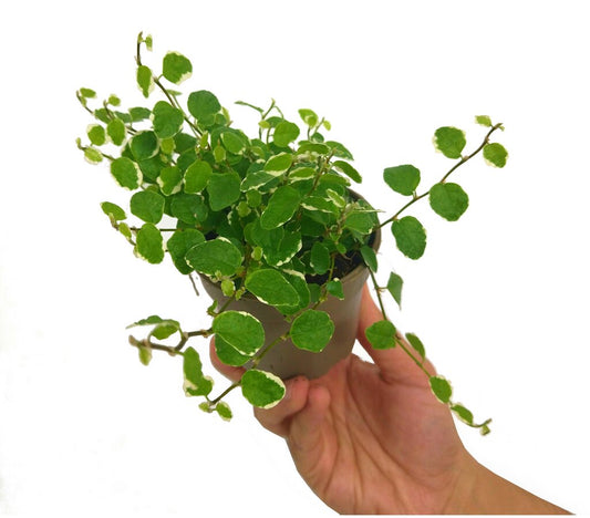 Ficus Pumila Sunny M9_0