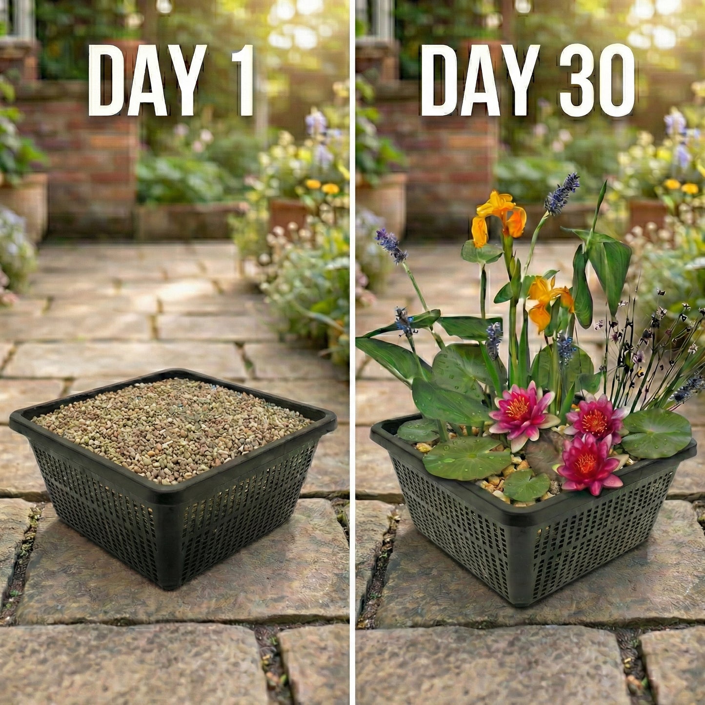 Mini Plantas Estanque Set Rosa - 4 Plantas Cesta Sustrato Abono_2