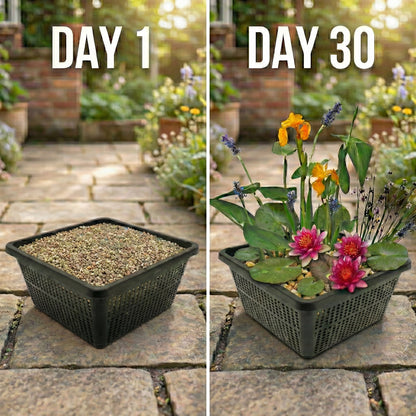 Mini Plantas Estanque Set Rosa - 4 Plantas Cesta Sustrato Abono_2