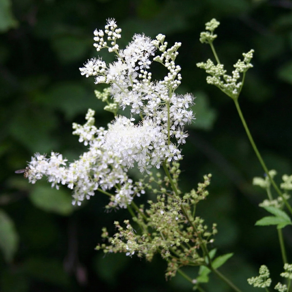 Reina De Los Prados - Filipendula Ulmaria - 12 Plantas_2