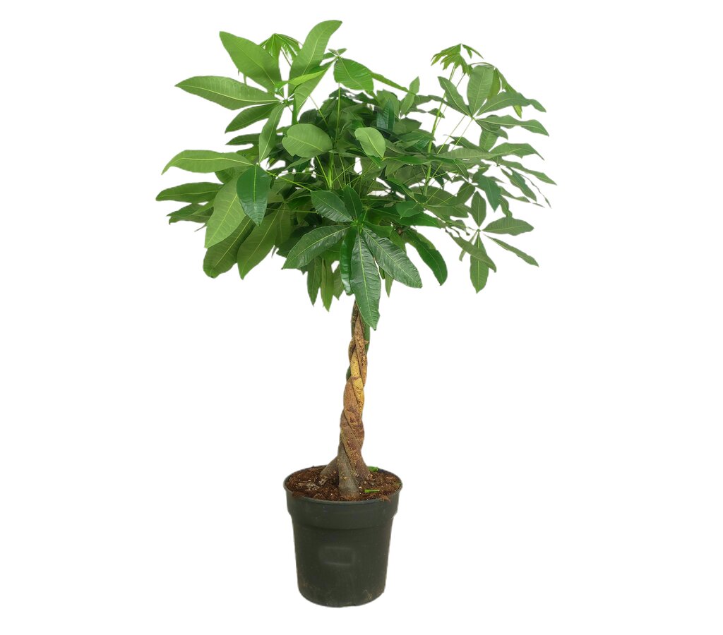 Pachira Acuática M34 110-130cm_0