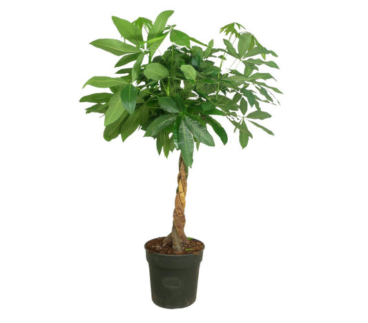 Pachira Acuática M34 110-130cm_0