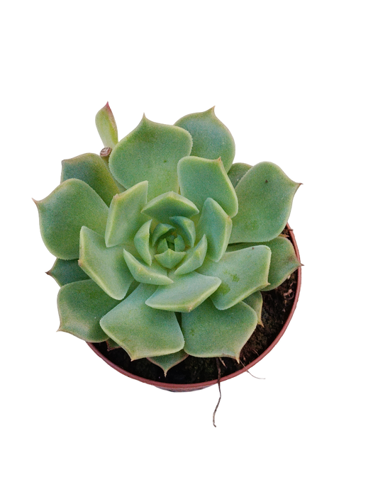 Echeveria Ramillete Ø5 Planta Suculenta De Sol_0