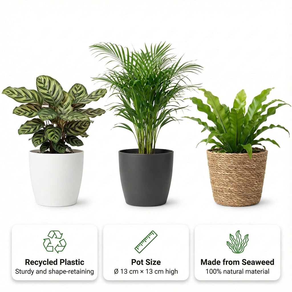 Plantas De Interior - 6 Con Cesta - Purificadoras Y Fáciles De Cuidar_2