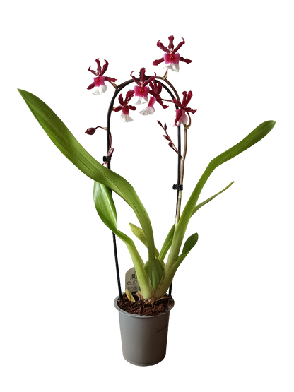 Orquidea ALEATORIA De Color Surtido Ø9-12 - 30-60 Cm - Sin Flor_1