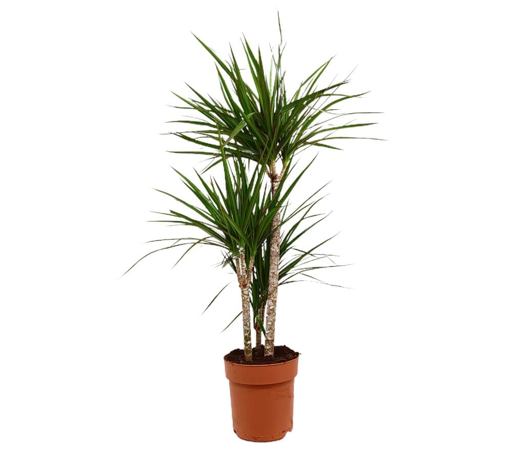 Dracena Marginata 3 Troncos M21 100cm_0