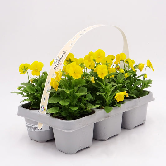 Pack Plantones Violeta Amarilla 6 Ud. Natural - Fitoralia_0