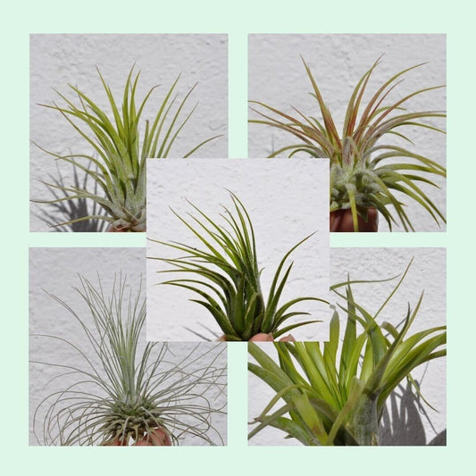 Lote Iniciación 5 Plantas del Aire; plantas del aire, tillandsias, 5 ejemplares diferentes; Curiosarium; tamaños varios_0