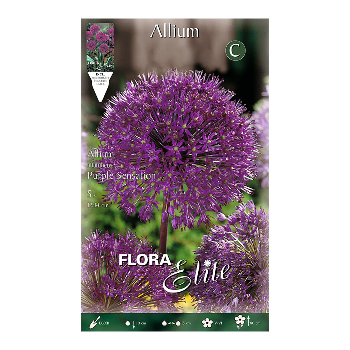 Bulbos Allium aflatunense púrpura 5 uds