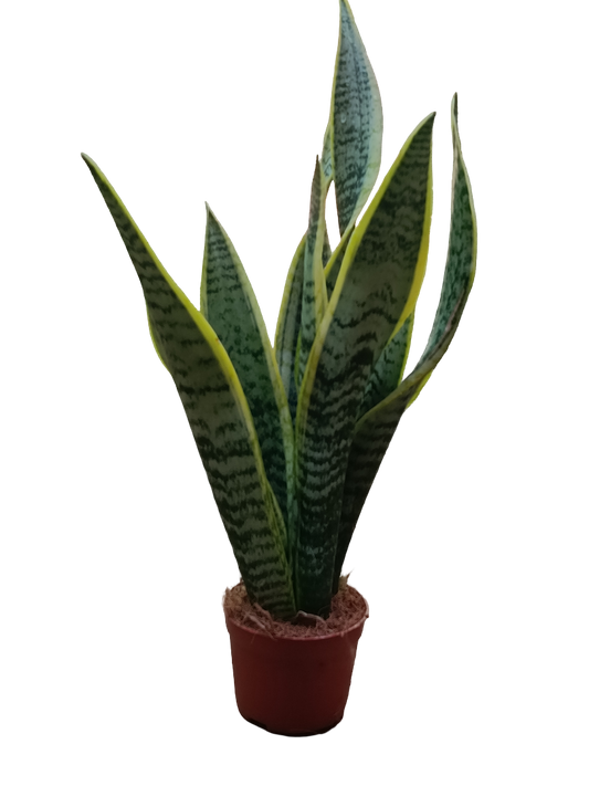 Sansevieria Laurentii Ø9 Planta De Interior Espada San Jorge_0