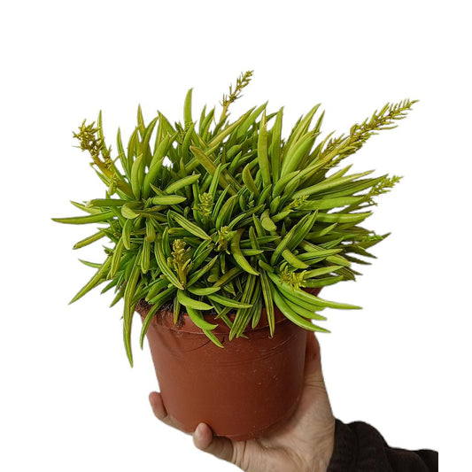 Peperomia Ferreyrae M17_0