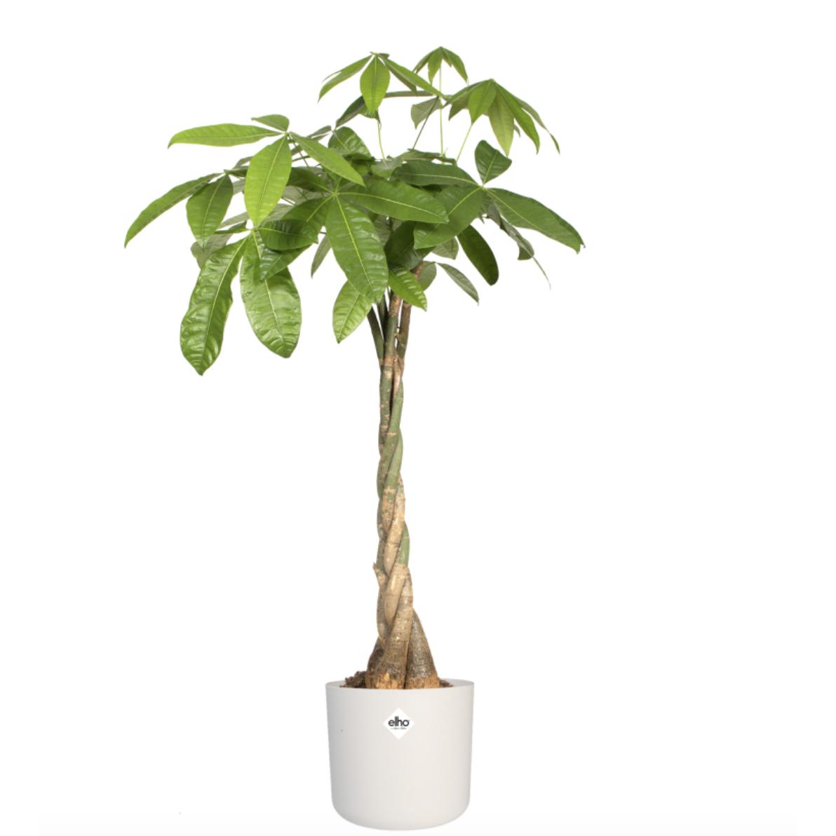 Macetero B.for Soft Round Elho Blanco 18 cm