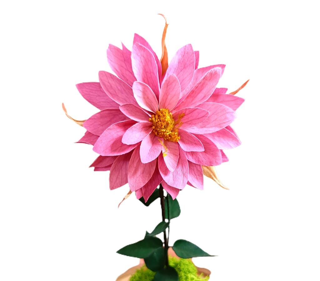 Mundo Eterno Dalia Rosa En Cúpula 12x20cm_2