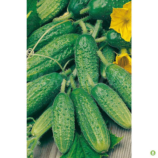 Semillas Pepinillo (cornichón De Paris)_0