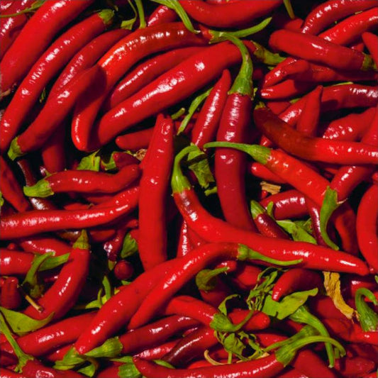 Semillas Pimiento De Cayenne Ecológicas_0