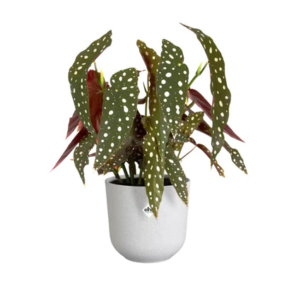 Macetero Jazz round silky white Elho 26 cm