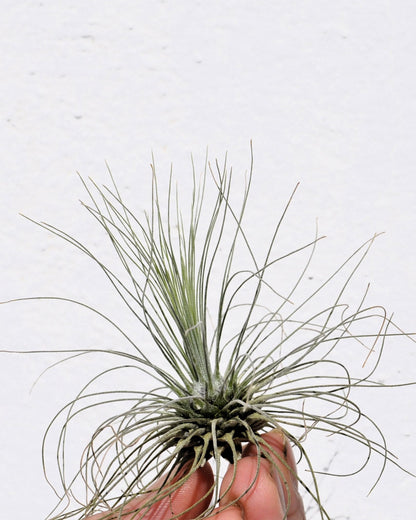 Tillandsia fuchsii gracilis; erizo vegetal, planta del aire; Curiosarium; altura 5-10 cm, diámetro 7-15 cm_3