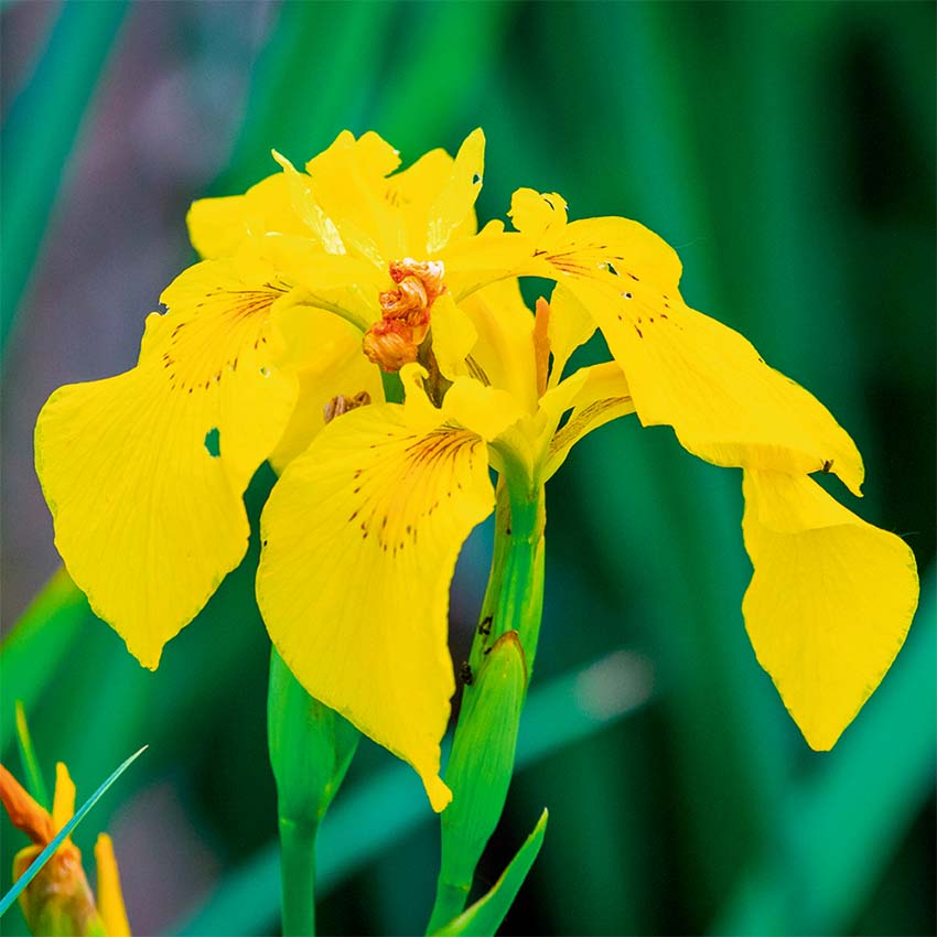 Lirio Amarillo Iris Pseudacorus Estanque - Set 4 Plantas Con Cesta Y Sustrato_1
