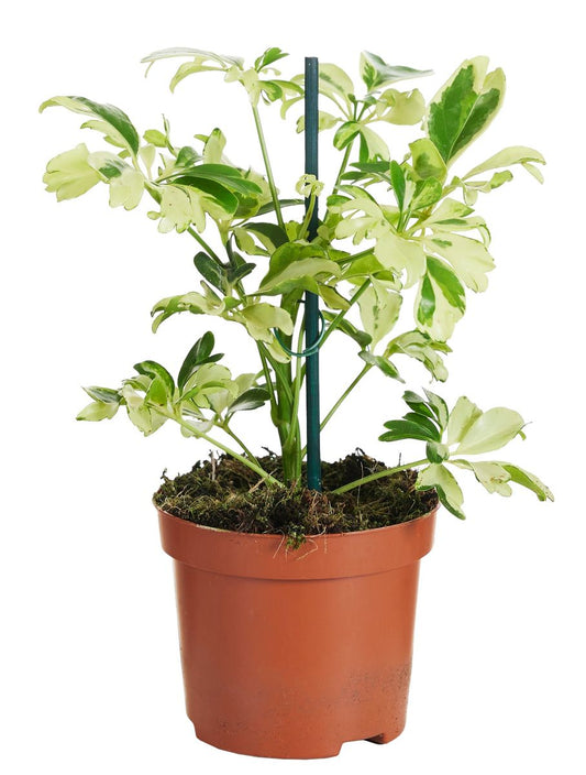 Planta Natural Schefflera Arboricola 'janine' 1 Ud Ø 9 Alt. 20_0