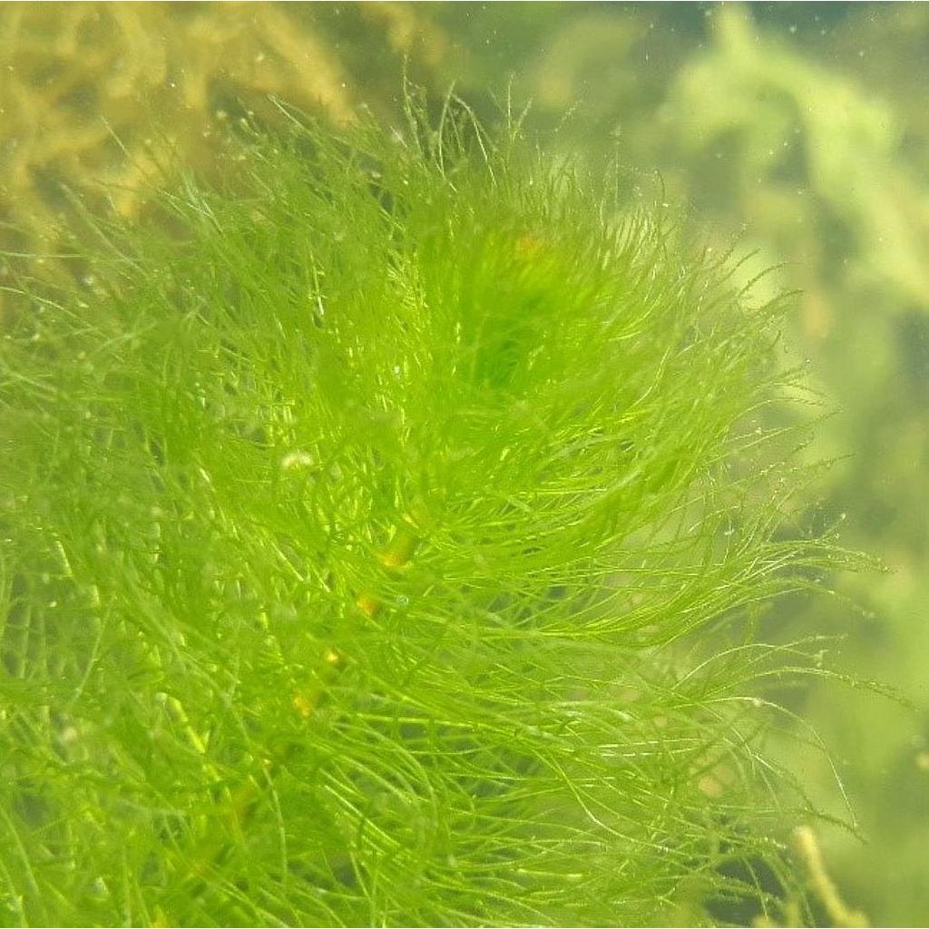 Myriophillum Verticillatum_0