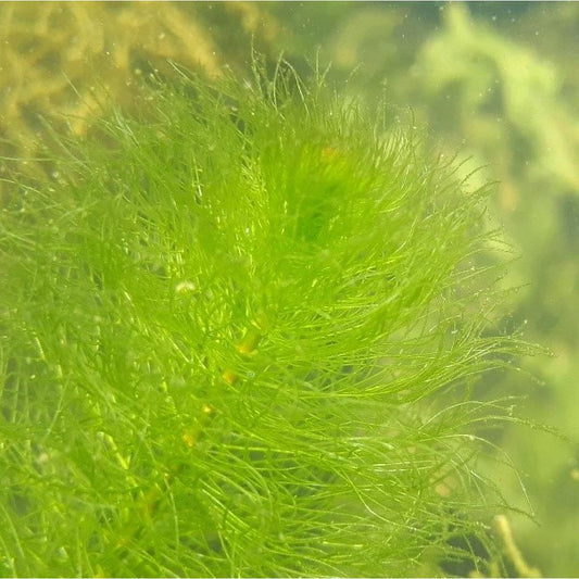 Myriophillum Verticillatum_0