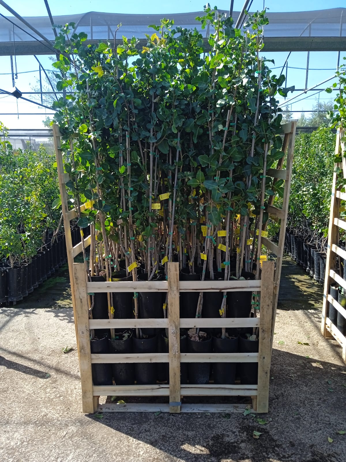 PALET 85 PLANTAS DE PISTACHO_0