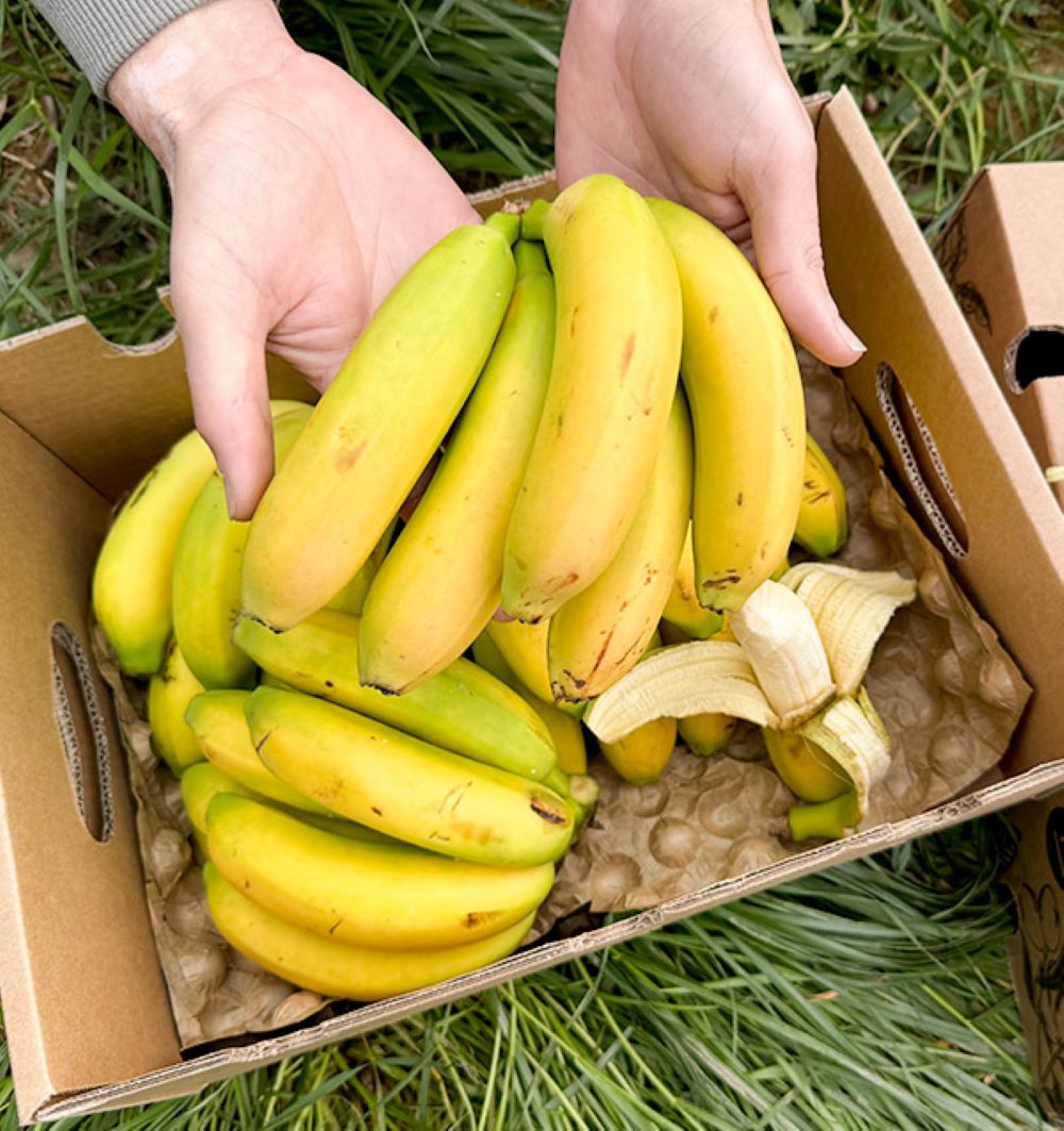 Caja De Plátanos De Canarias Tropitop Caja De 2kg_2