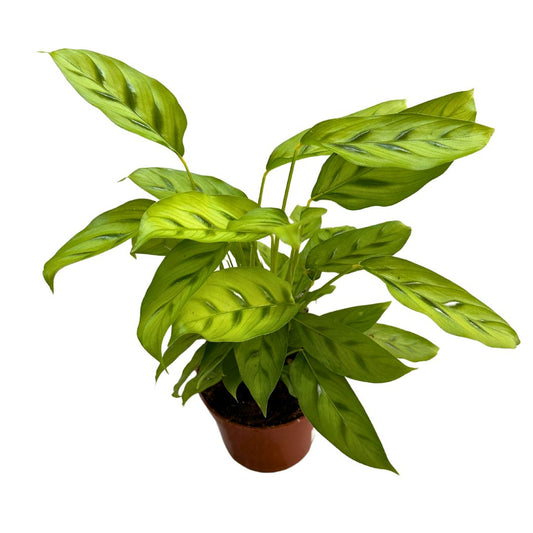 Calathea Leopardina Toque Exótico En Tu Hogar M12_0