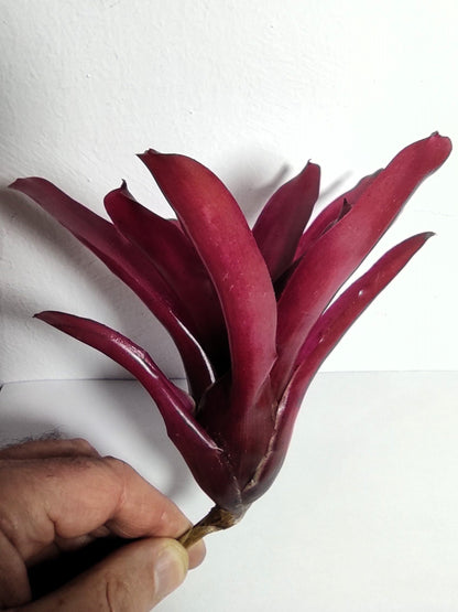 Neoregelia 'Super Fireball'; bromelia roja; Curiosarium; altura 15-18 cm, diámetro 10-12 cm, sin sustrato_2