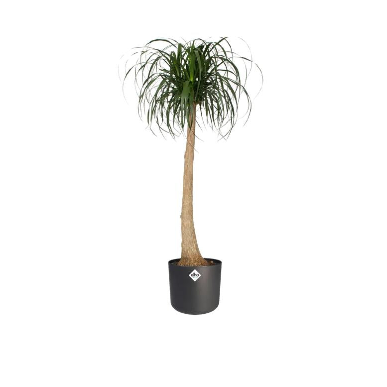 Macetero B.for Soft Round Elho Antracita 22 cm