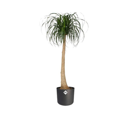 Macetero B.for Soft Round Elho Antracita 22 cm