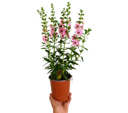 Angelonia Angustifolia M13_0