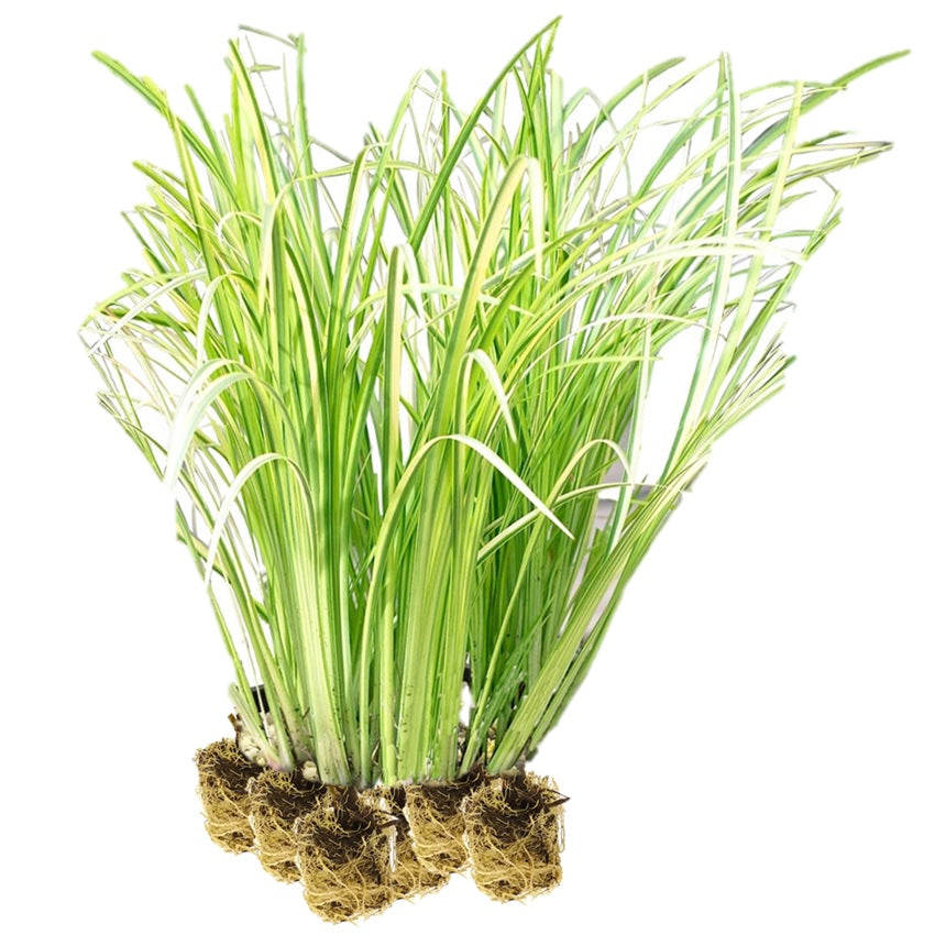 Ácoro - Acorus Calamus - 15 Plantas_0