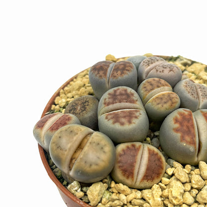 Lithops Cactus Y Suculentas M5,5 cm Ø_1