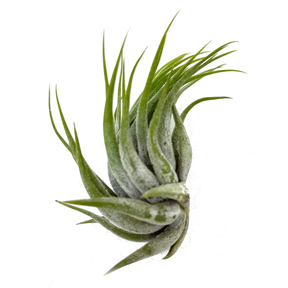 Tillandsia Scaposa 8cm Alto_0