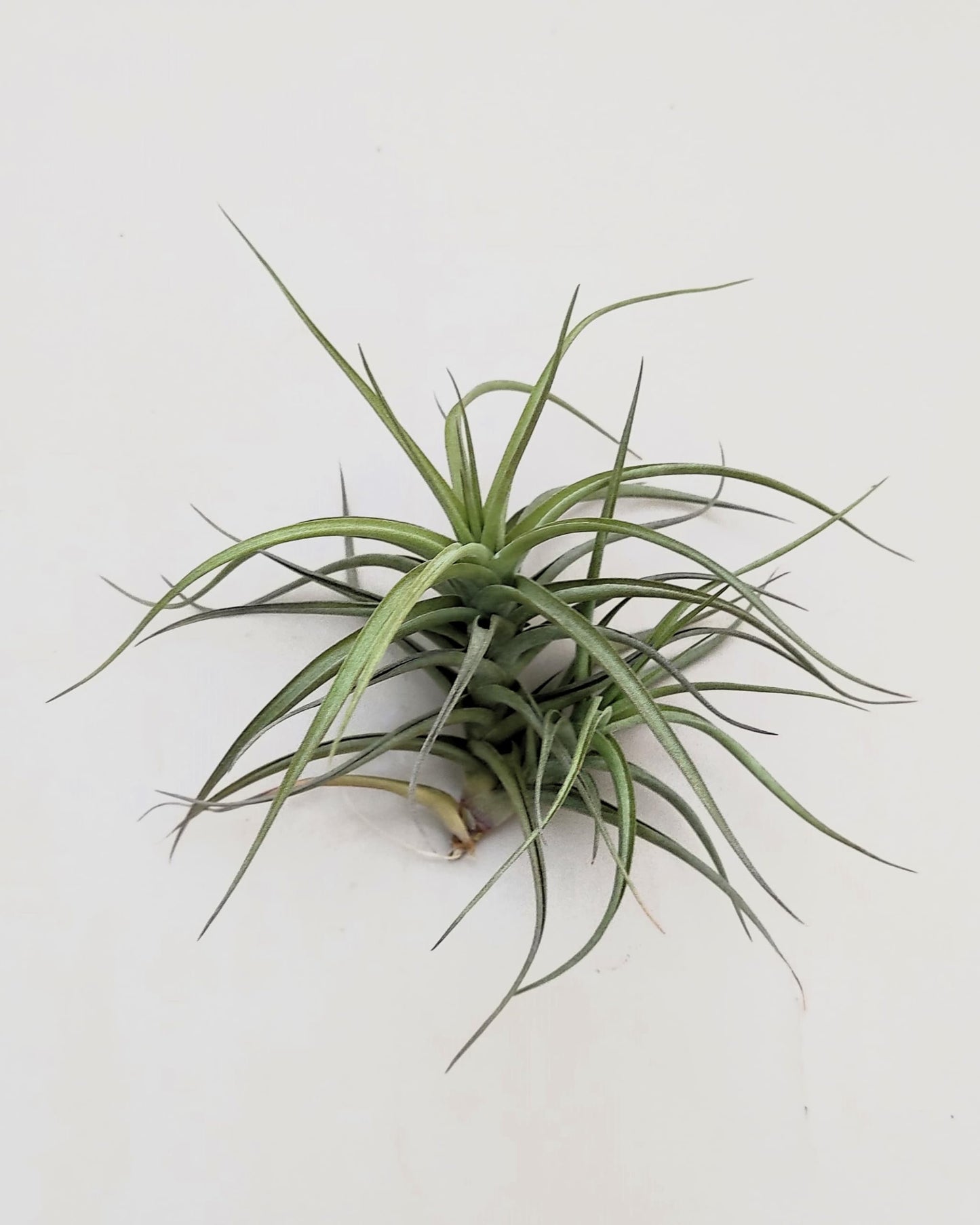Tillandsia bergeri; planta del aire resistente y de fácil cuidado; Curiosarium; altura 12-15 cm, diámetro 15 cm_2