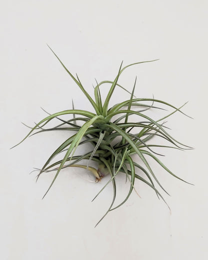 Tillandsia bergeri; planta del aire resistente y de fácil cuidado; Curiosarium; altura 12-15 cm, diámetro 15 cm_2
