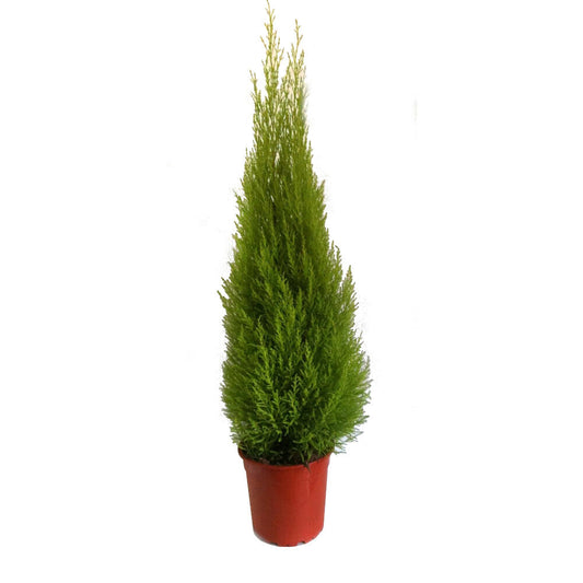 Cupresus Gold Crest Wilma M24 120cm (pino Del Limon) Conifera_0