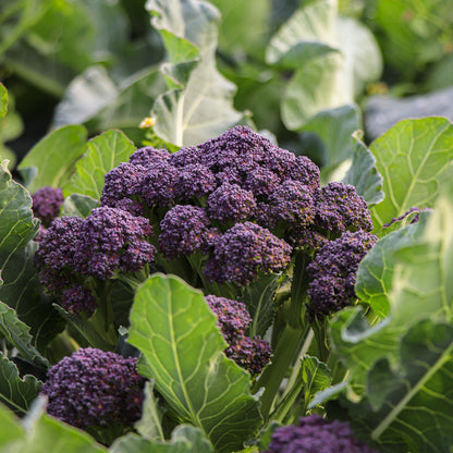 Plantón Bimi Morado 10 Unidades - Plantabo_1
