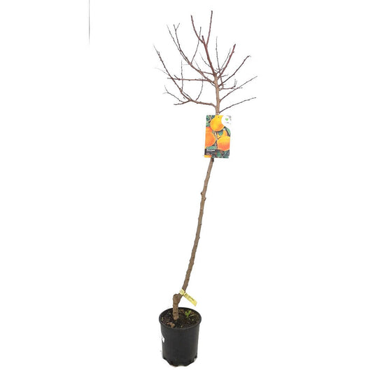 Árbol Frutal Albaricoquero Currot M22 140-150cm_0
